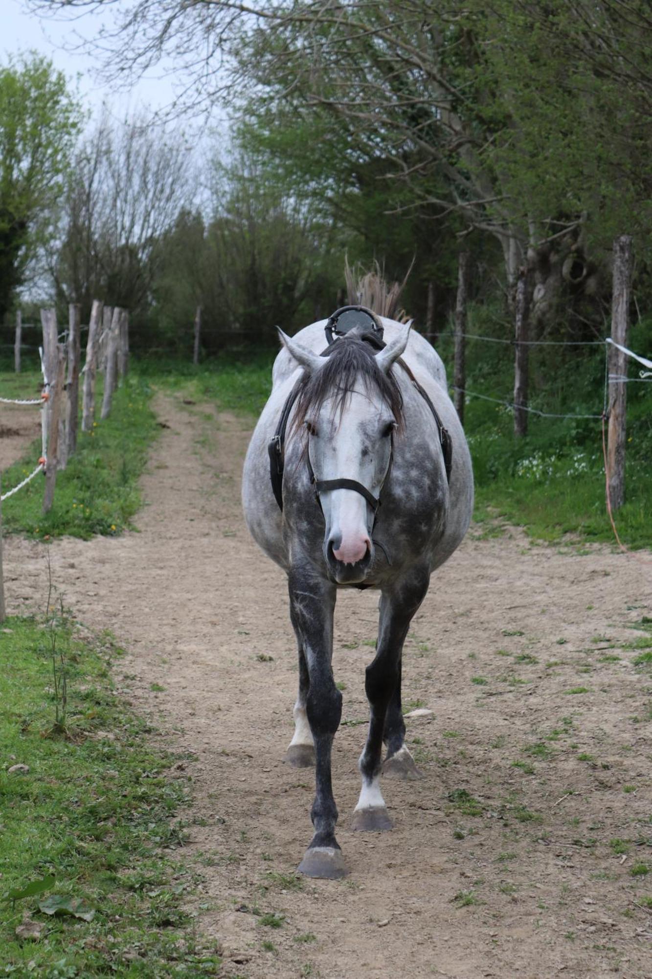 Decouverte D'Un Haras Proche Du Mont St Michel Hambye Екстериор снимка